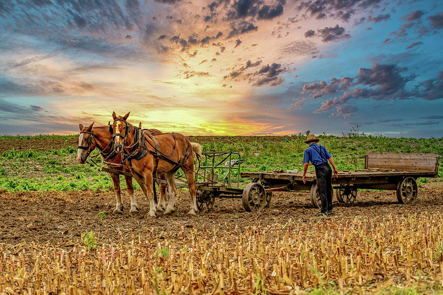 Farmer with his horses Photograph by Roni Chastain