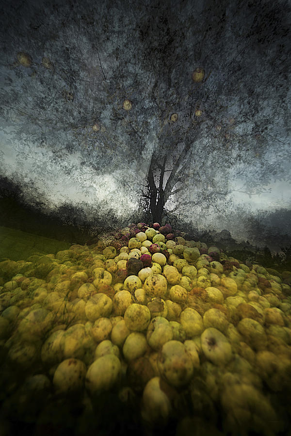 Apple Photograph - Farmers Gold by Milan Malovrh