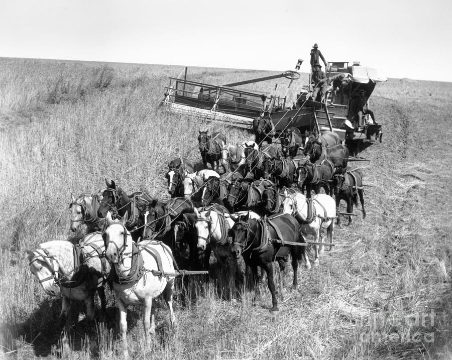 Farmers Use Horse Driven Harvester Photograph by Bettmann