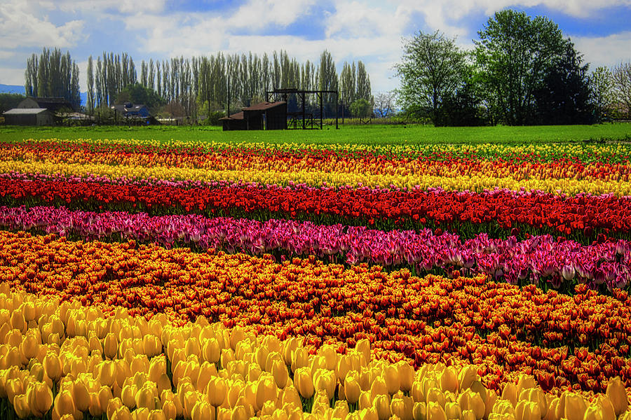 Farming Tulips Photograph by Garry Gay