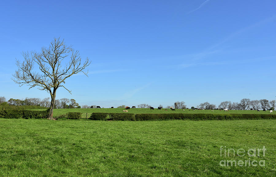 Farmland And Fields With Crops And Animals In The English Countr Photograph By Dejavu Designs