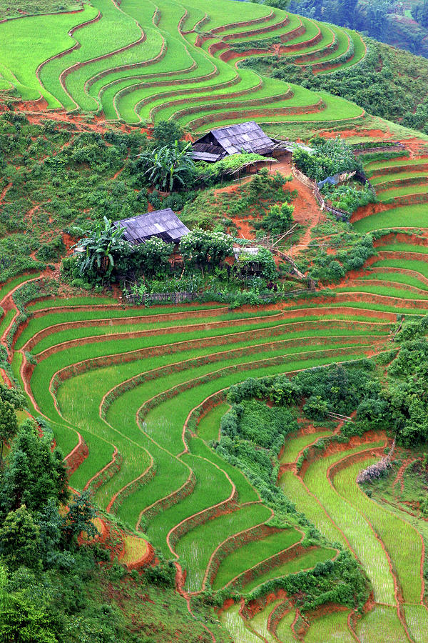 Farms And Terraced Rice In Sapa Photograph by Rob Kroenert