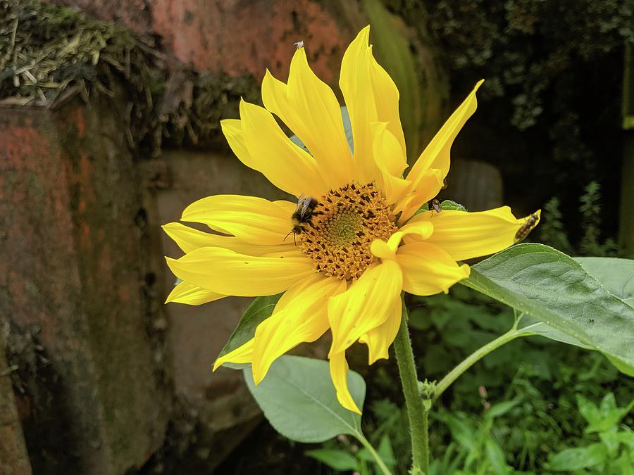 Farmyard Sunflower by Samuel Pye Farmyard Sunflower by Samuel Pye