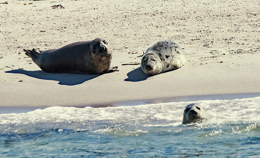Farne Island Seals Photograph by Jeff Townsend