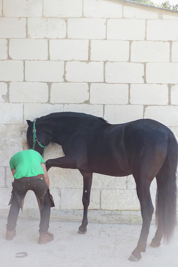 Tool Photograph - Farrier Shoeing A Horse by Cavan Images