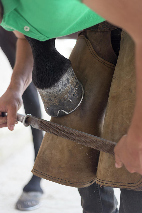 Tool Photograph - Farrier Trimming Horse Hoof by Cavan Images