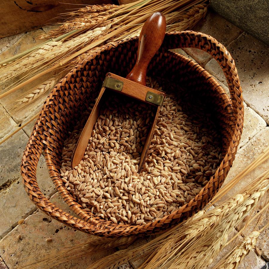Farro italian Wheat In Basket With A Scoop Photograph by Paul Poplis