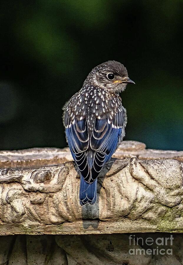 Fascinating Feather Pattern Of A Juvenile Eastern Bluebird Photograph