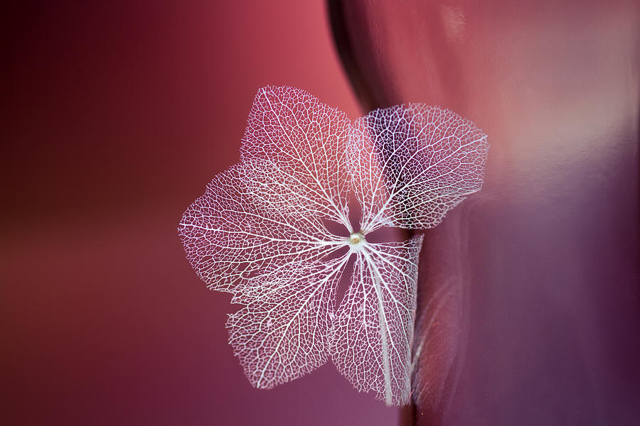 Still Life Photograph - Fascinating Flower by Shihya Kowatari