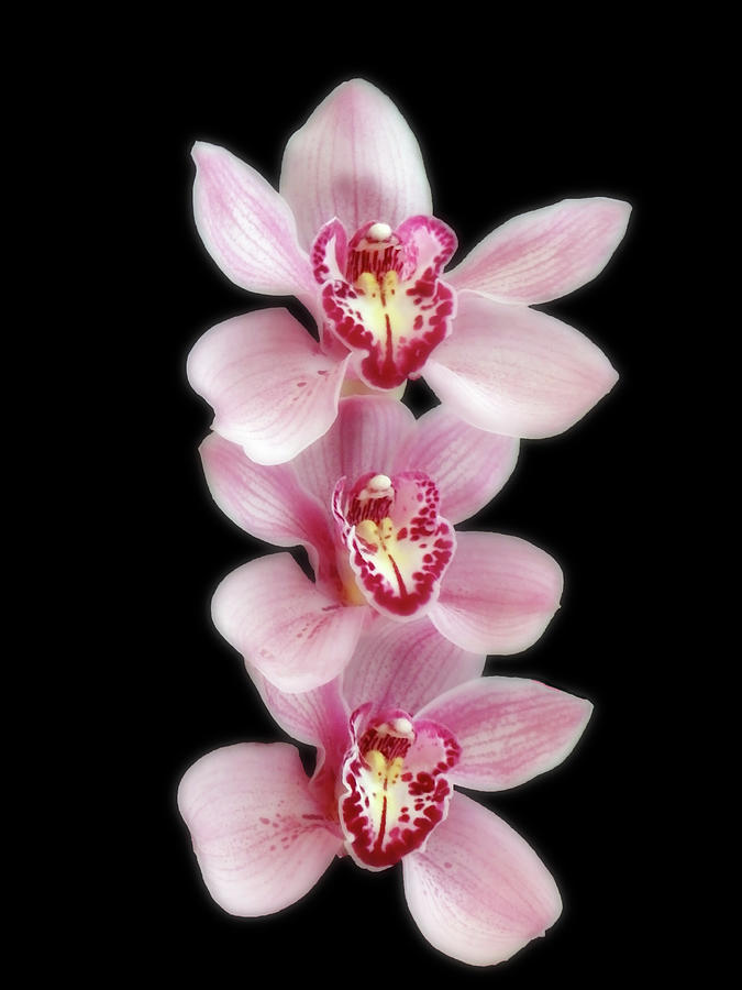 Fascinating Pink Orchid Trio Photograph by Johanna Hurmerinta