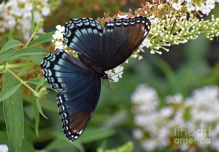Artwork Photograph - Fascinating Red-spotted Purple by Cindy Treger Artwork Photograph - Fascinating Red-spotted Purple by Cindy Treger