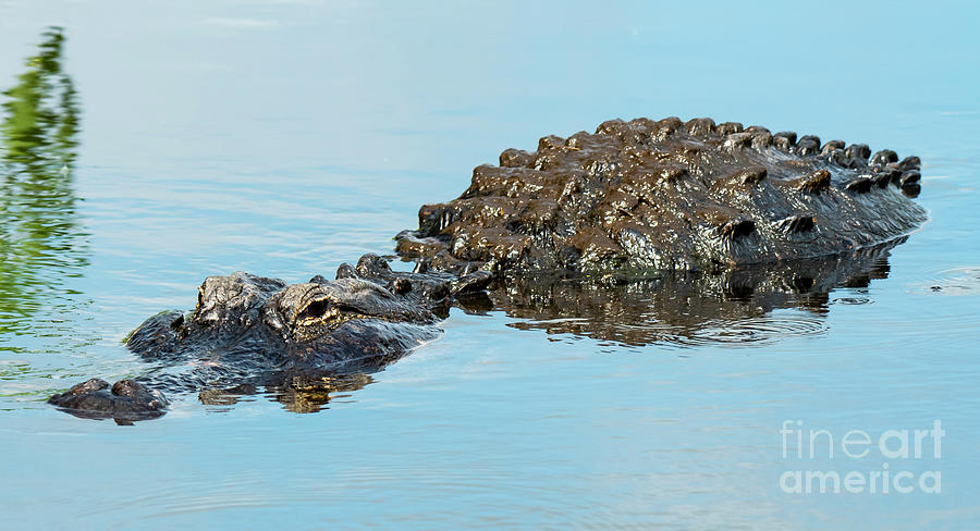 Fat American Alligator by Michael D Miller Fat American Alligator by Michael D Miller