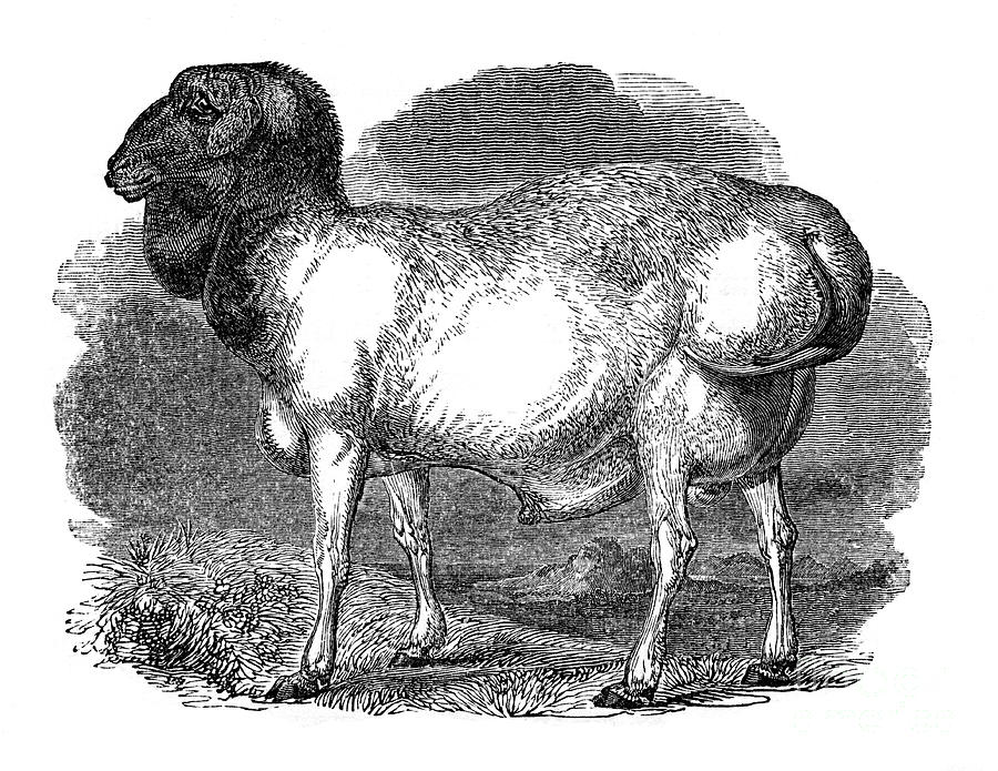 Fat-rumped Sheep Of Tartary, 1848 Drawing by Print Collector