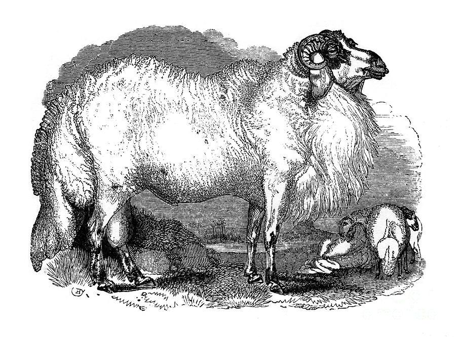 Fat-tailed Sheep Of Syria, 1848 Drawing by Print Collector