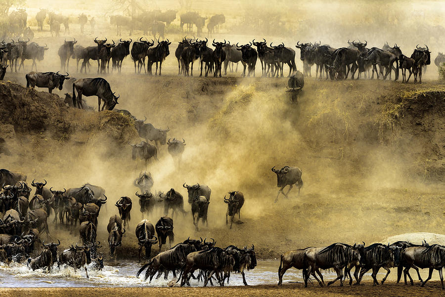 Wildlife Photograph - Fateful Detour by Husain Alfraid