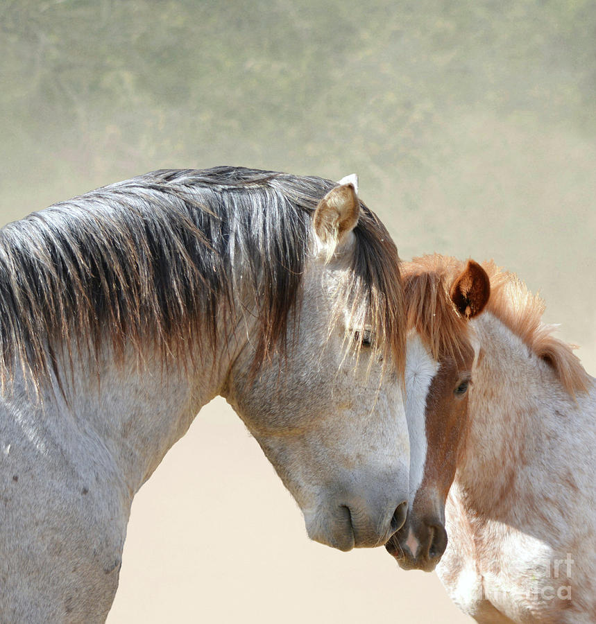 Father Son Stallion Love by Barbara Sophia Travels Father Son Stallion Love by Barbara Sophia Travels