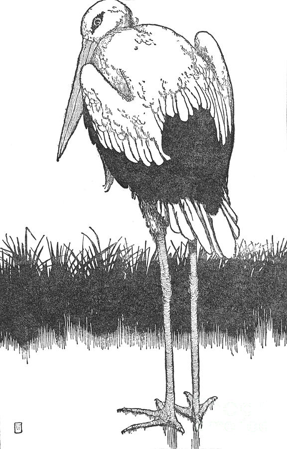 Father-stork C1930 Drawing by Print Collector
