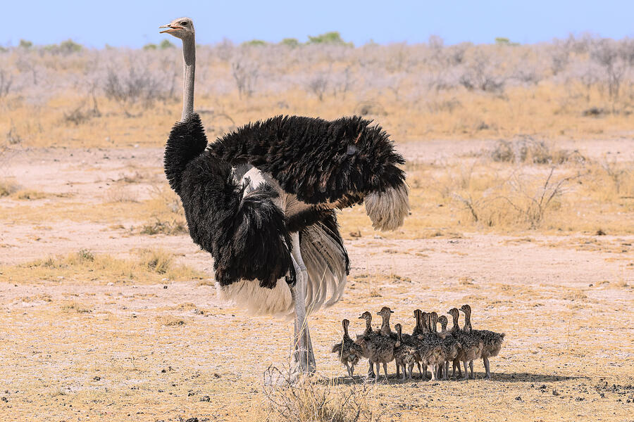 Ostrich Photograph - Father Will Always Protect by Jamil Badalov