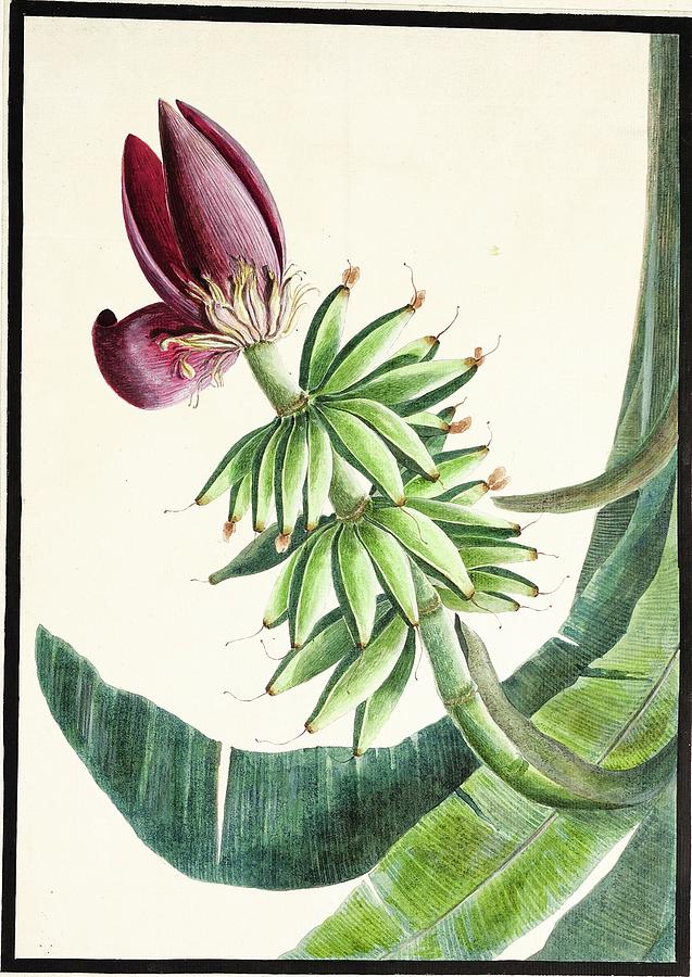 Spring Painting - fauna and flora studies, India, Murshidabad, Company School, late 18th early 19th century 2 by Celestial Images