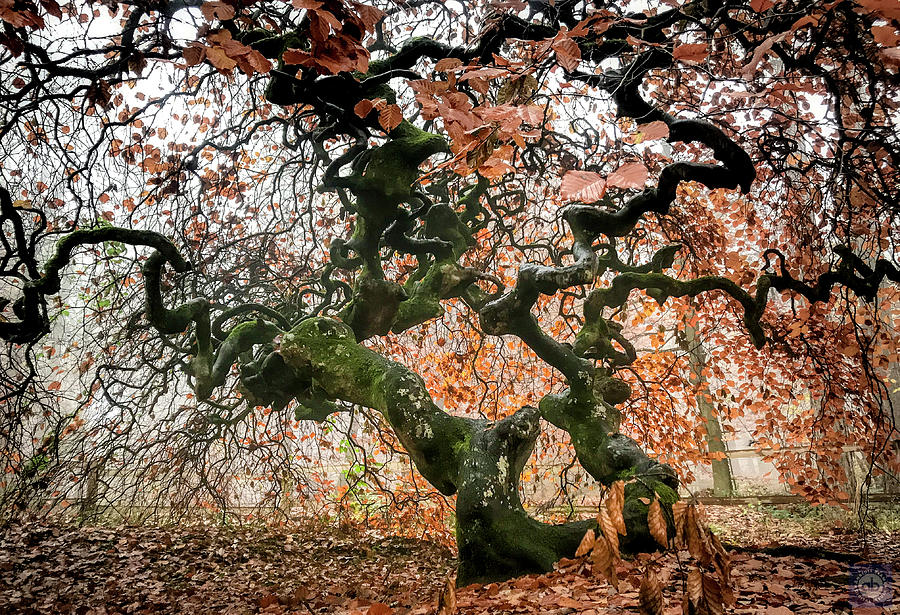 Faux Beech Tree Photograph by Anatole Beams