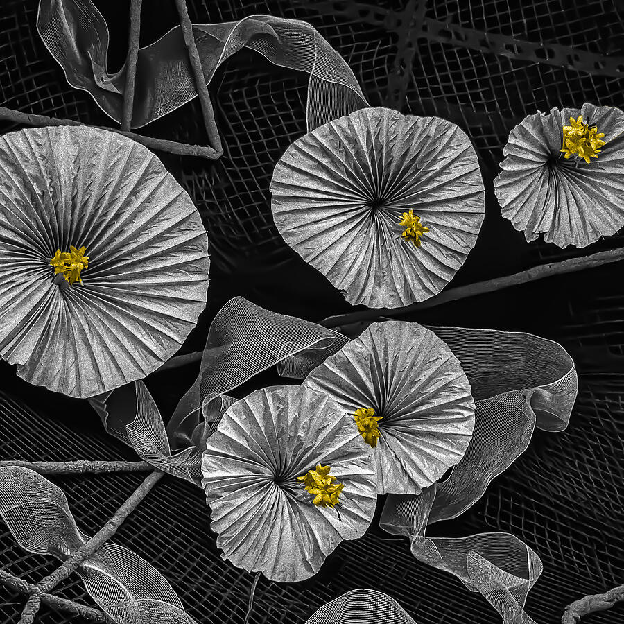 Abstract Photograph - Faux Hibiscus by Patrick Compagnucci