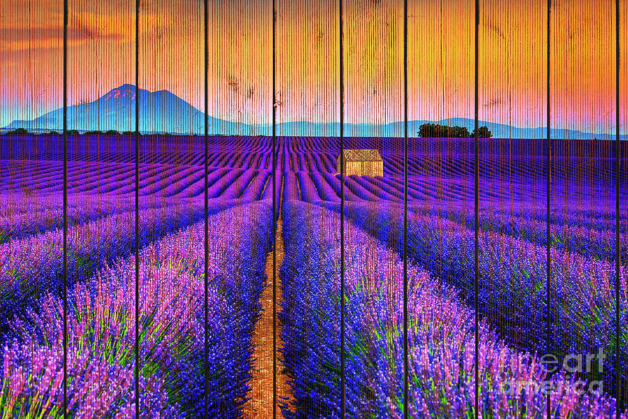Faux Wood Texture Lavender Fields and Sunset Landscape Photograph Photograph by PIPA Fine Art - Simply Solid