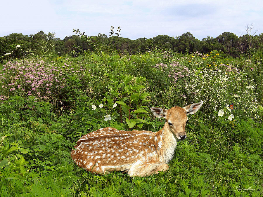 Fawn and Wildflowers Digital Art by M Spadecaller