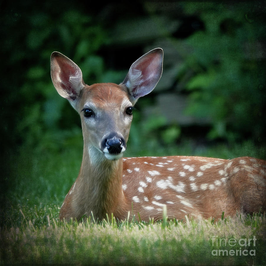 Fawn at Rest Photograph by Mary Machare