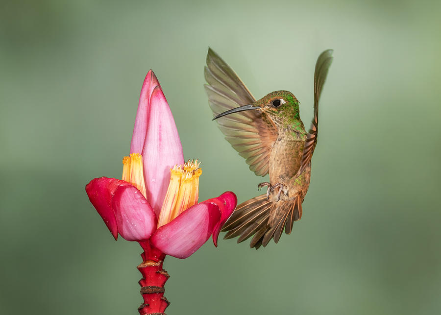 Fawn-breasted Brilliant - Coming For You Photograph by Sheila Xu - Fine ...