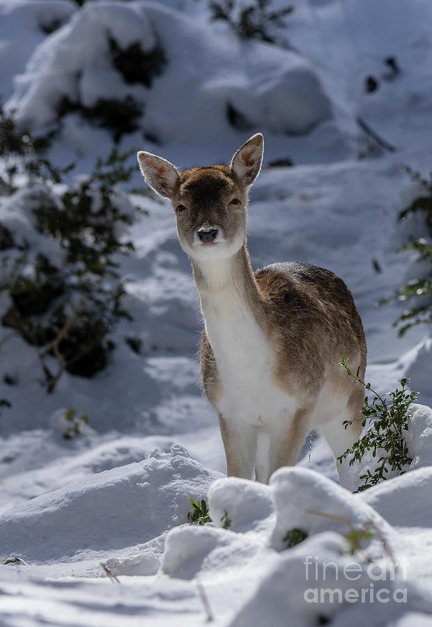 Fawn Fallow Deer In Snow Photograph by Bob Gibbons/science Photo Library