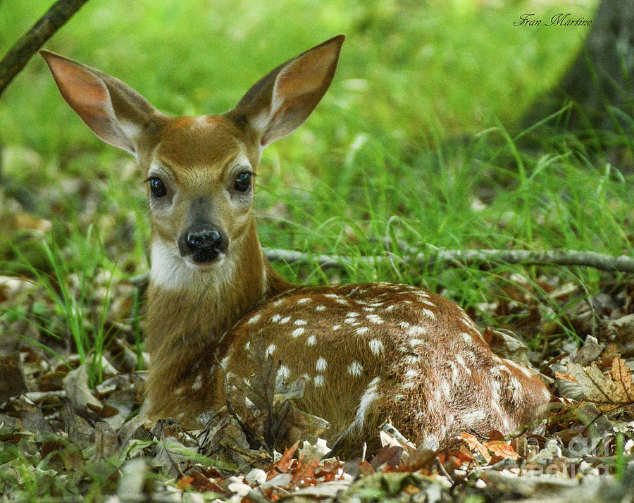 Fawn Photograph by Frances Martine - Fine Art America