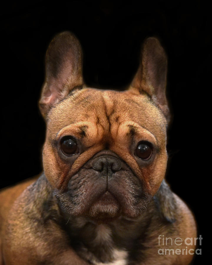 Fawn French Bulldog Photograph