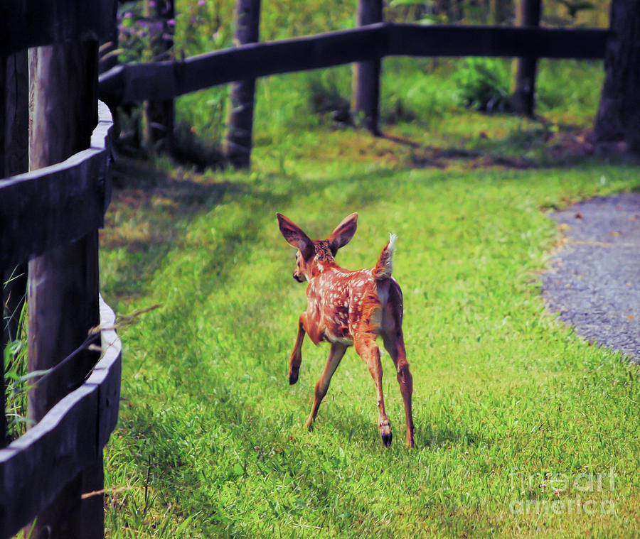 Fawn Frolics at the Fence  Photograph by Kerri Farley