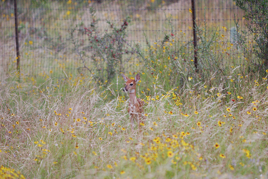 Fawn in the flowers Photograph by James Smullins