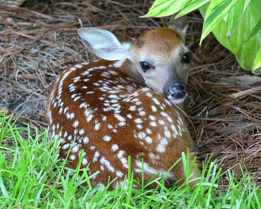 Fawn Photograph by Jerry Griffin