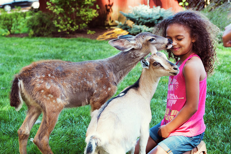 Fawn Licking Girl Kneeling By Kid Goat On Field Photograph by Cavan ...