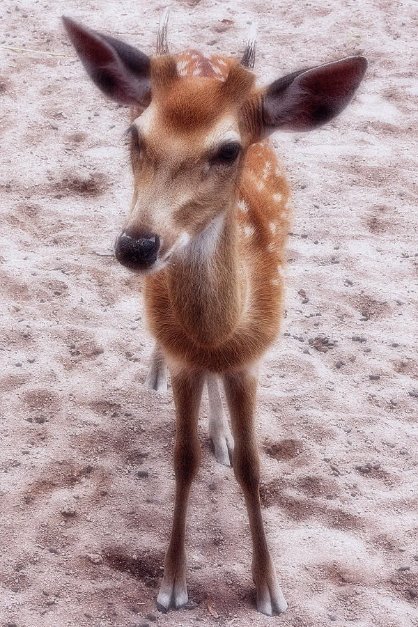 Deer Photograph - Fawn by Margarita Buslaeva