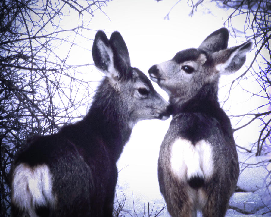 Fawn Mule Deer Photograph by Sam Sherman