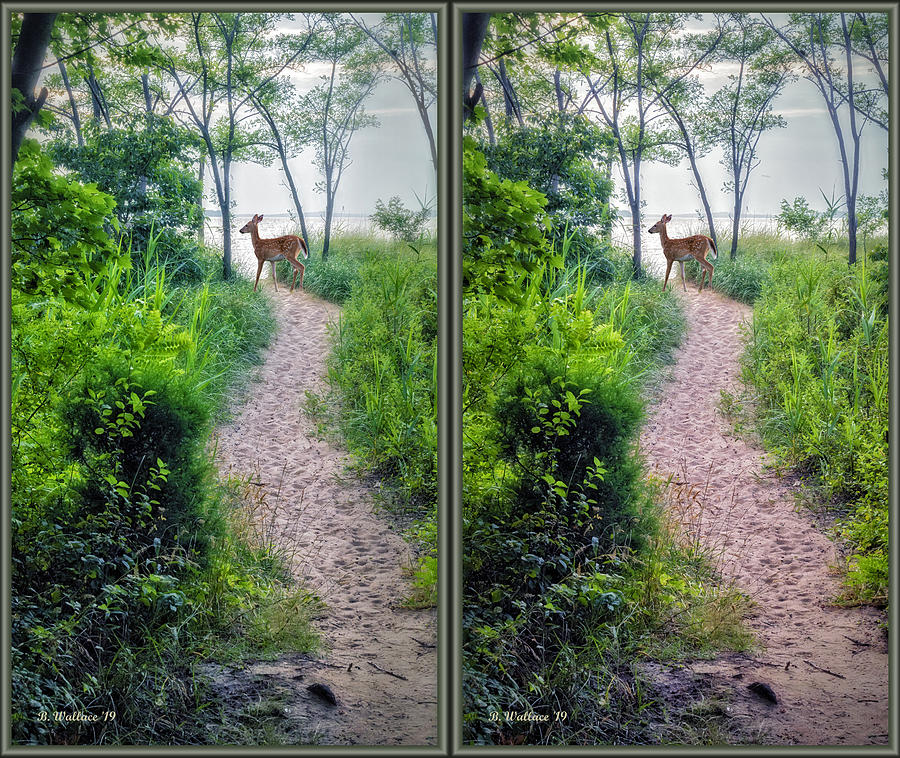 Fawn On The Path 3D Stereo Xview Digital Art by Brian Wallace
