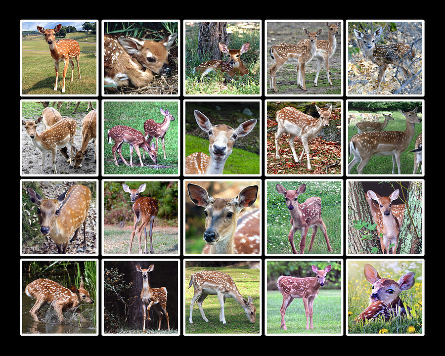 Fawn Parade by Dave Lee Fawn Parade by Dave Lee