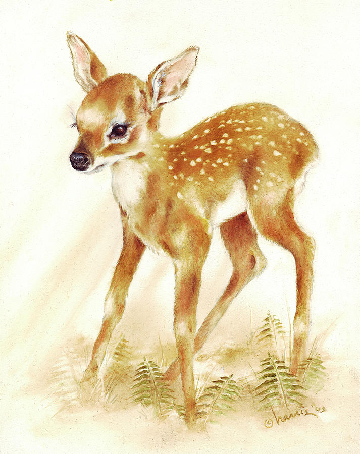 Deer Painting - Fawn by Peggy Harris