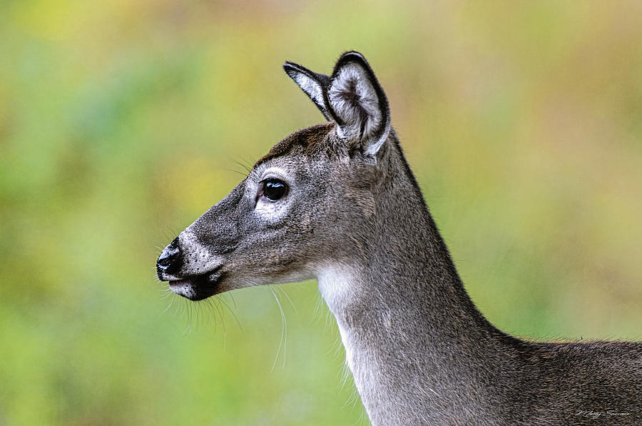 Fawn Portrait Photograph by Marty Saccone