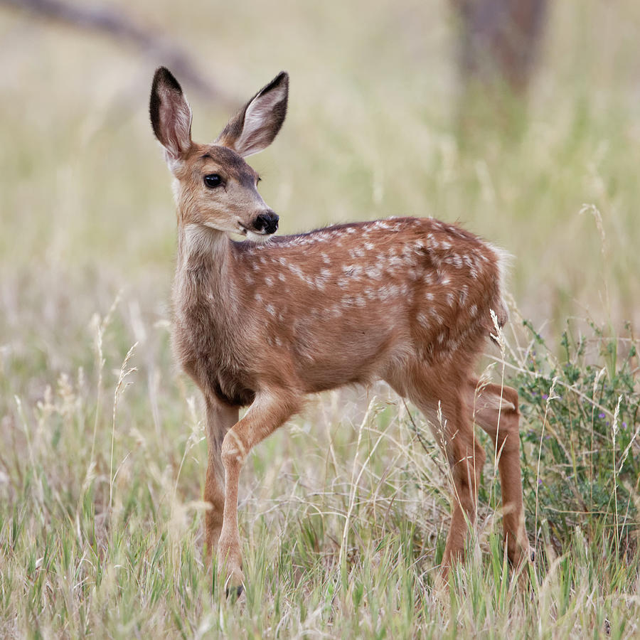 Deer Photograph - Fawn Poses by David C Stephens