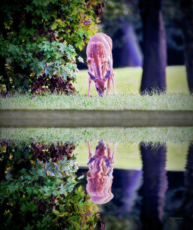 Fawn Reflection Photograph by Brian Wallace