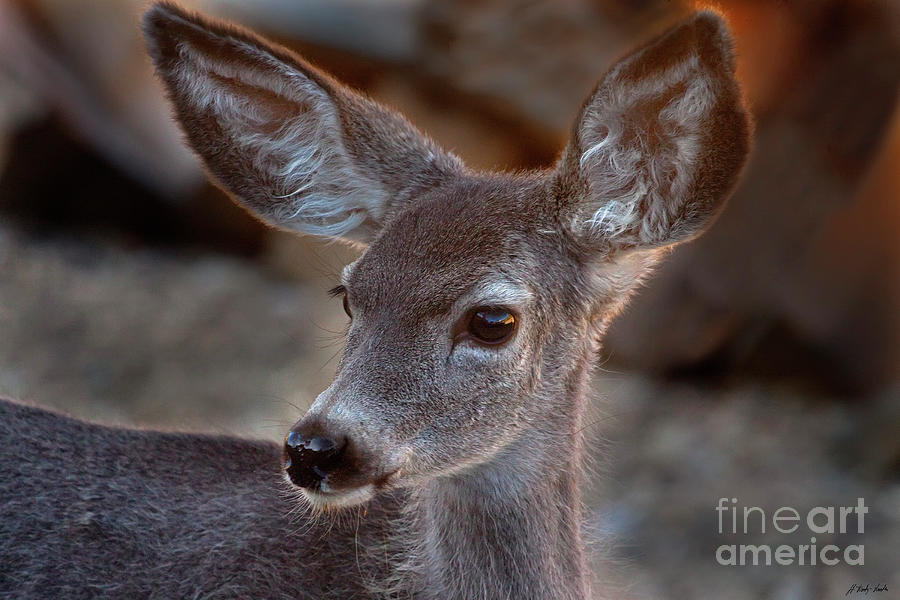 Fawn-signed-#2439 Photograph