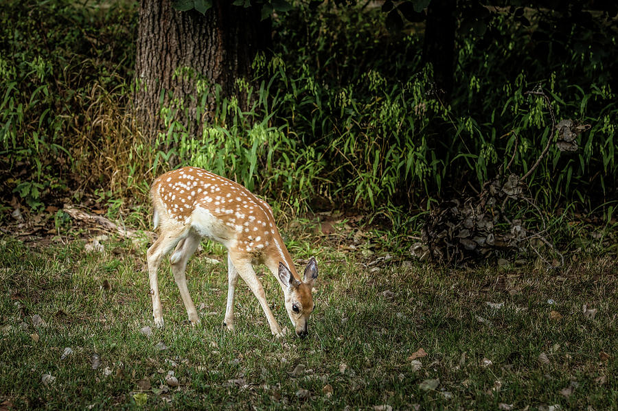 Fawn With Spots Photograph