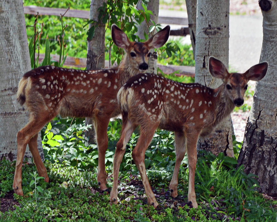 Young Fawns Photograph by George Garcia