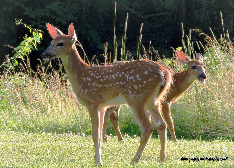 Fawns On A Summer Evening Photograph by Tami Quigley