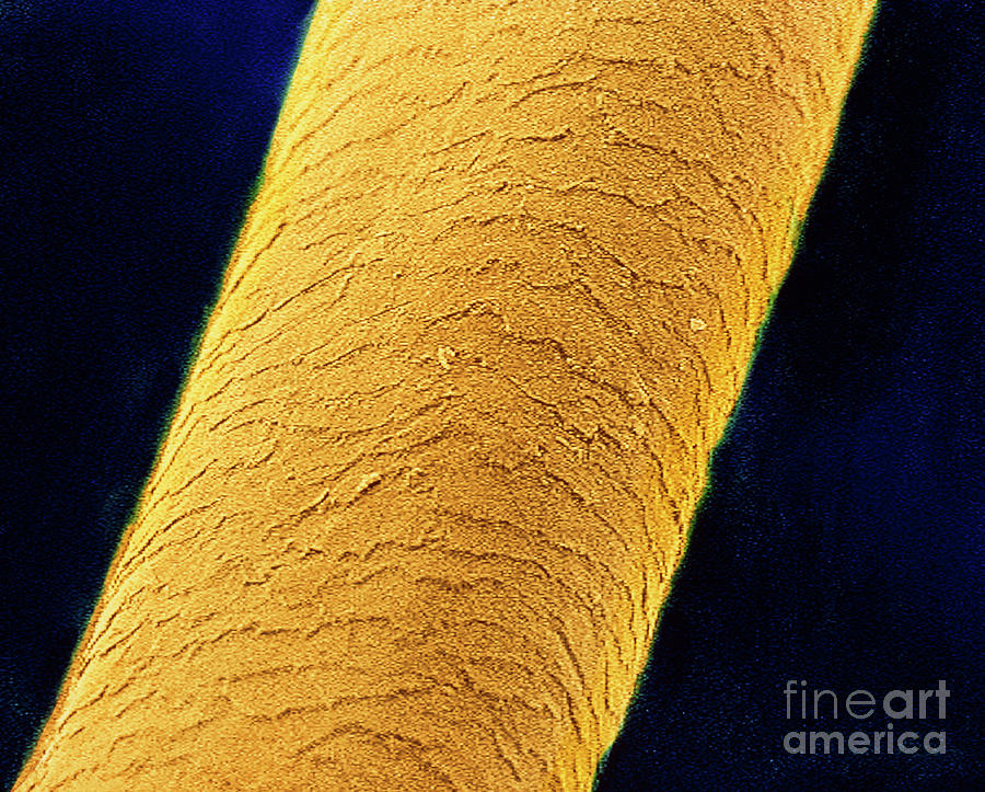 F/col Sem Of A Human Hair Shaft Photograph by Photo Insolite Realite/science Photo Library