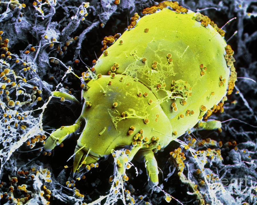 F/col Sem Of Dust Mite Photograph by Photo Insolite Realite/science Photo Library